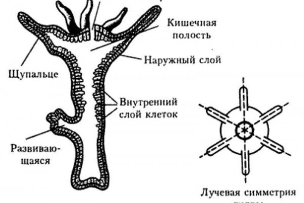 Кракен ссылка официальная на тор