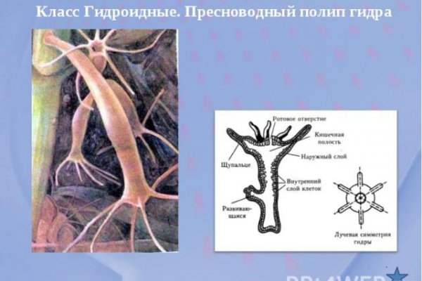 Кракен орг